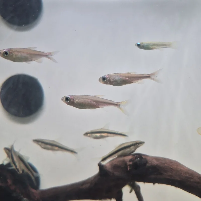 firemouthaquaristic842283