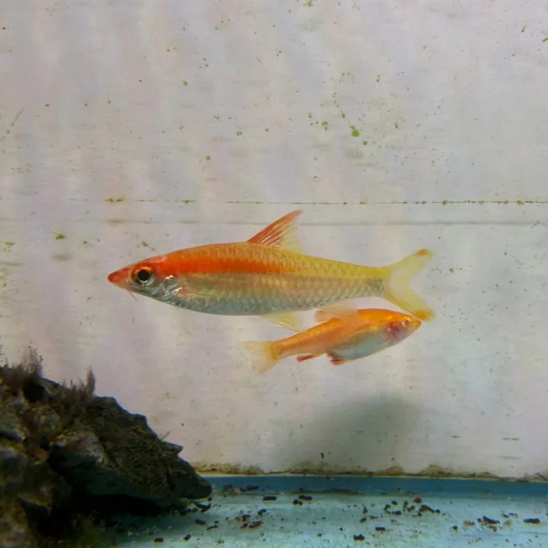 firemouthaquaristic842303