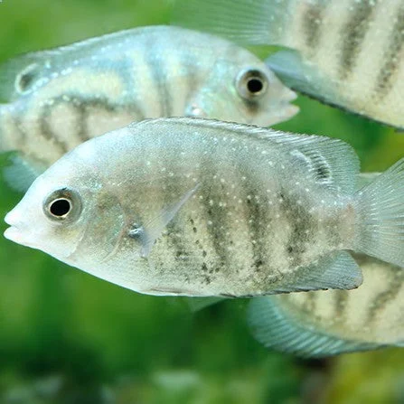 firemouthaquaristic842343