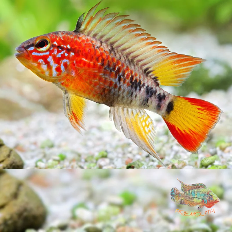 firemouthaquaristic843059