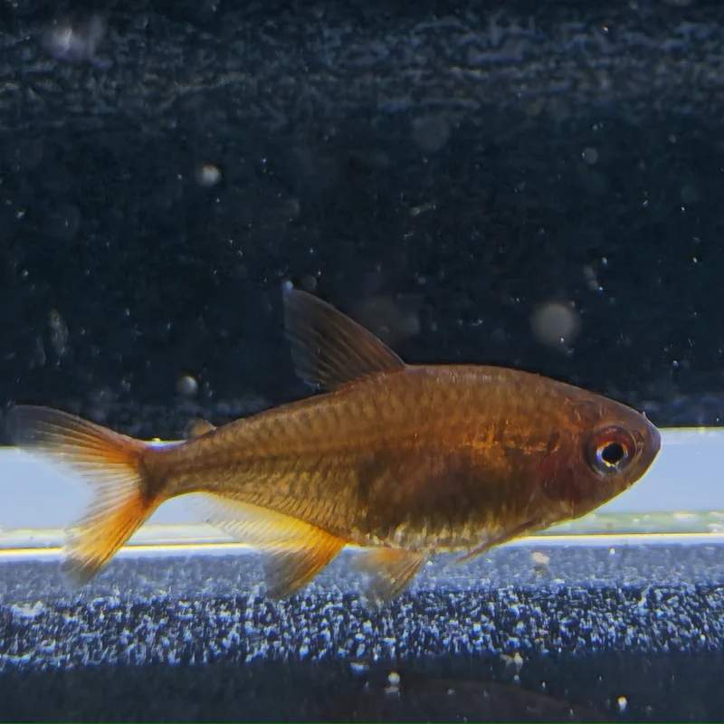 firemouthaquaristic843177