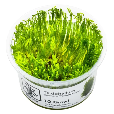 firemouthaquaristic843344