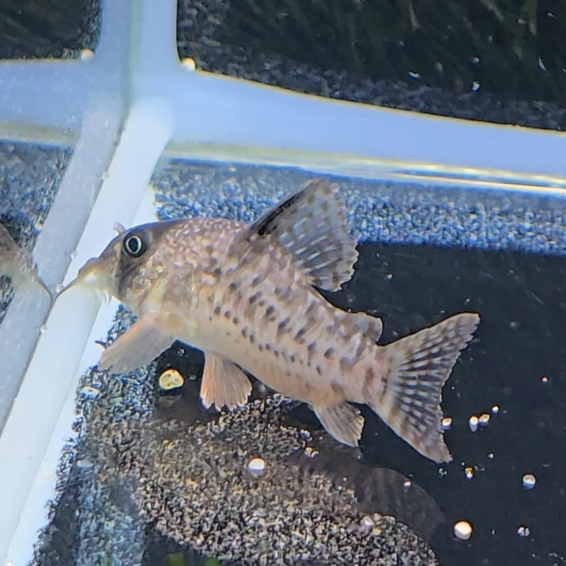 firemouthaquaristic843594