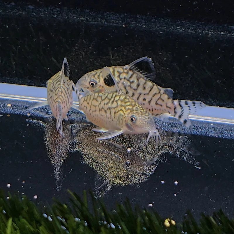 firemouthaquaristic843613