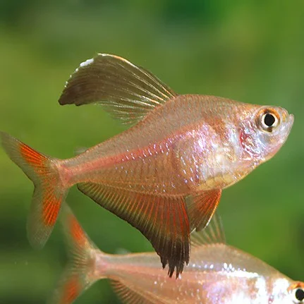 firemouthaquaristic843645
