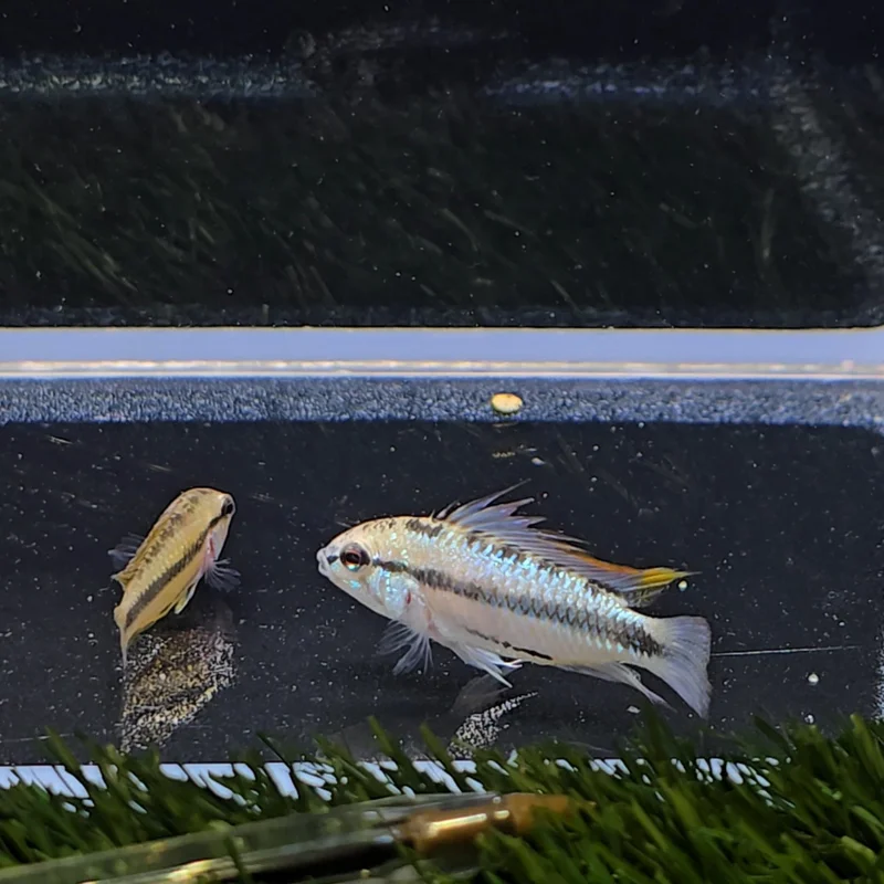 firemouthaquaristic843660