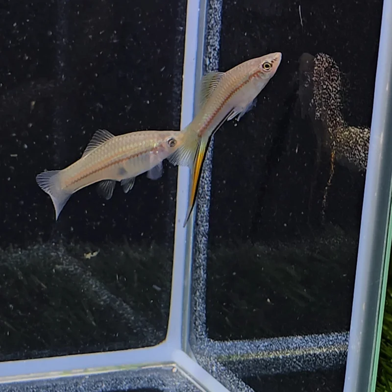 firemouthaquaristic843672
