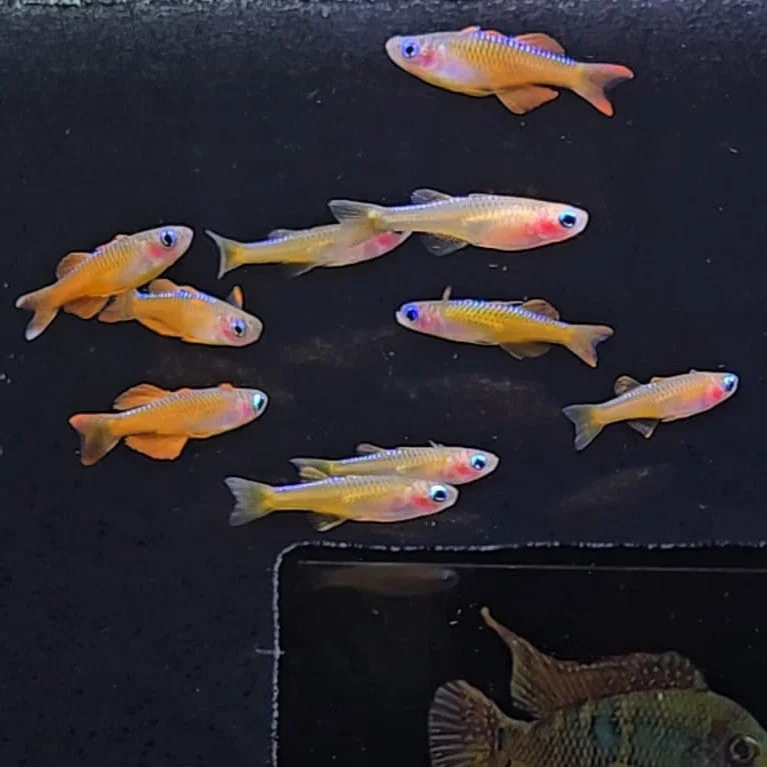 firemouthaquaristic843688