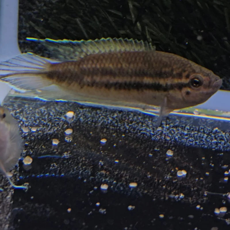 firemouthaquaristic843708