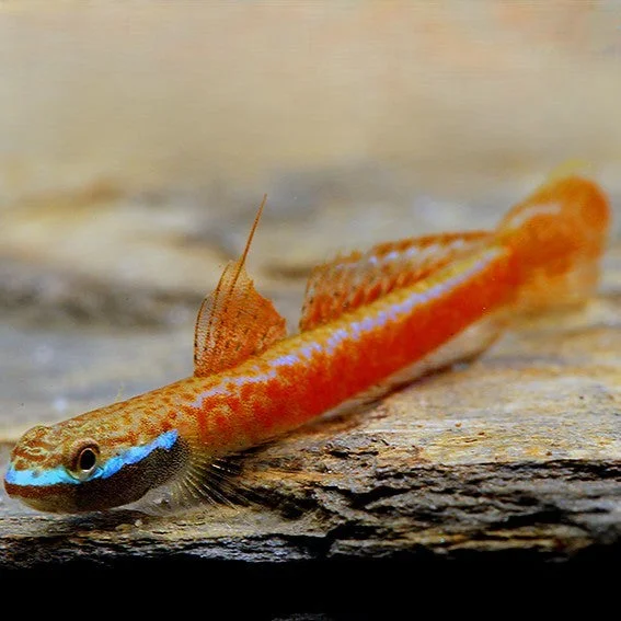 firemouthaquaristic843723