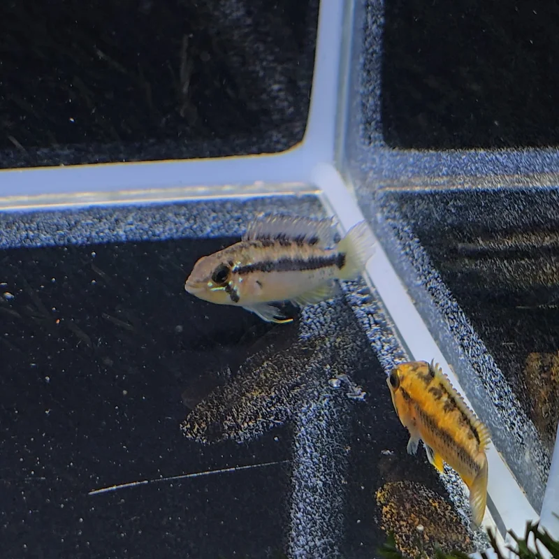 firemouthaquaristic843739