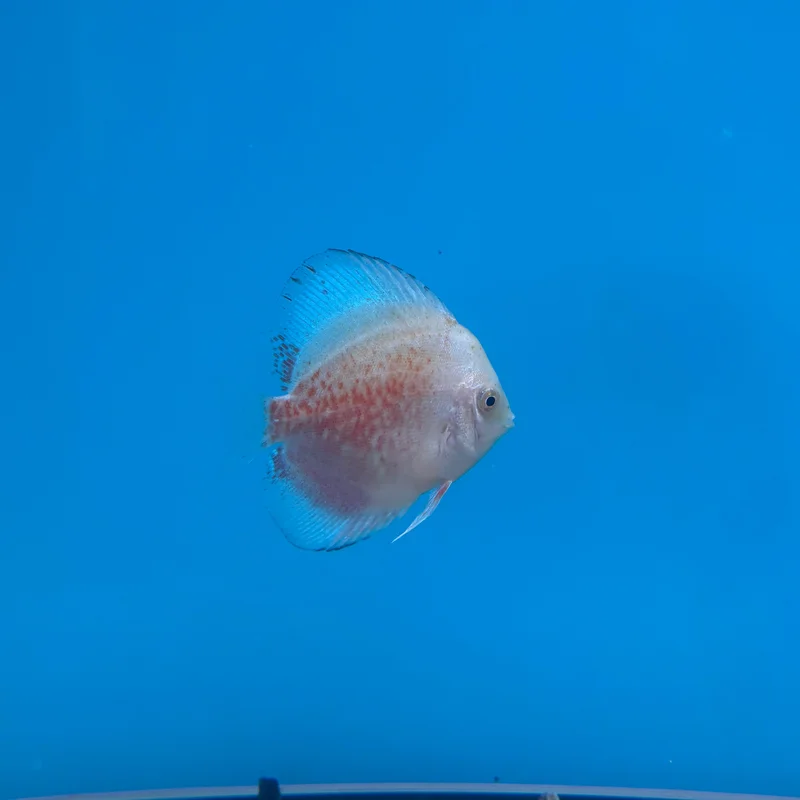 firemouthaquaristic844077