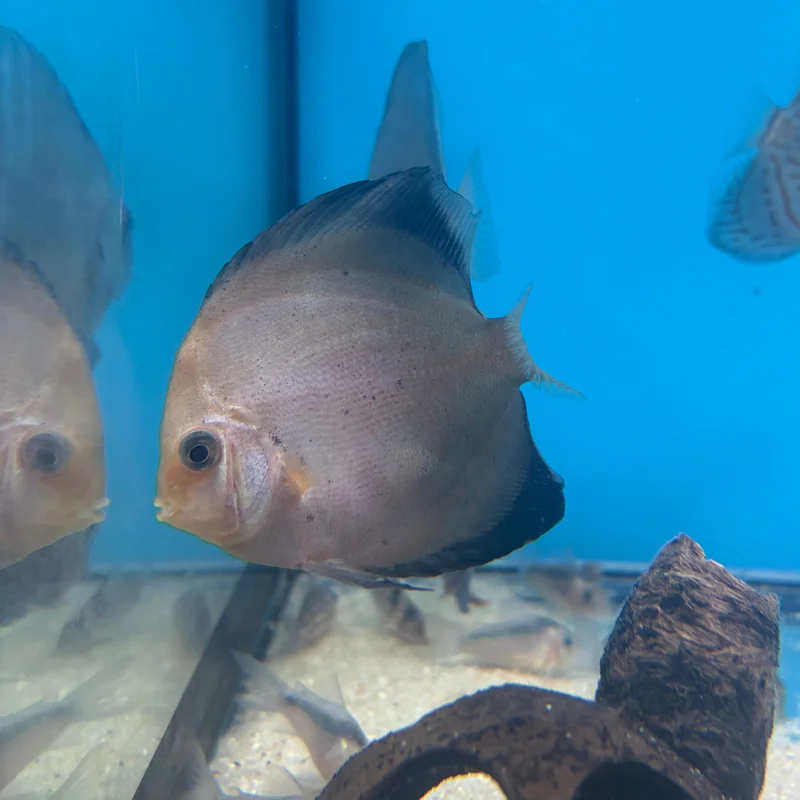 firemouthaquaristic844091