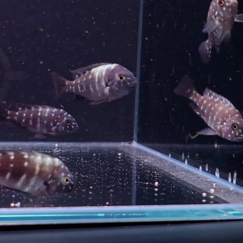 firemouthaquaristic844101