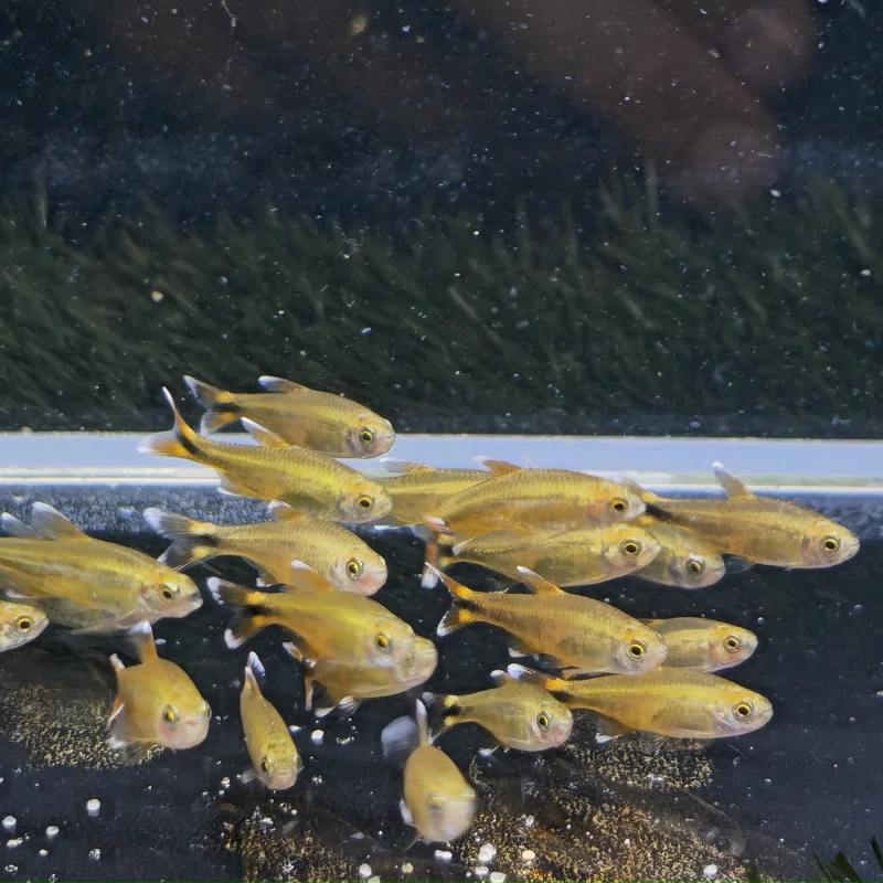 firemouthaquaristic844170