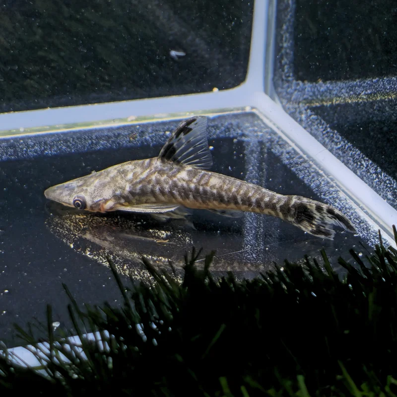 firemouthaquaristic844191