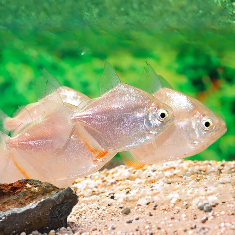 firemouthaquaristic844214