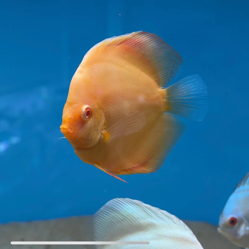 firemouthaquaristic844423