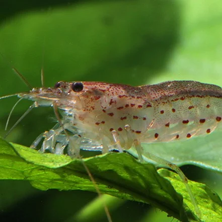 firemouthaquaristic844692