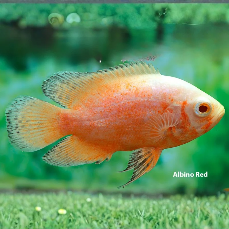firemouthaquaristic844741