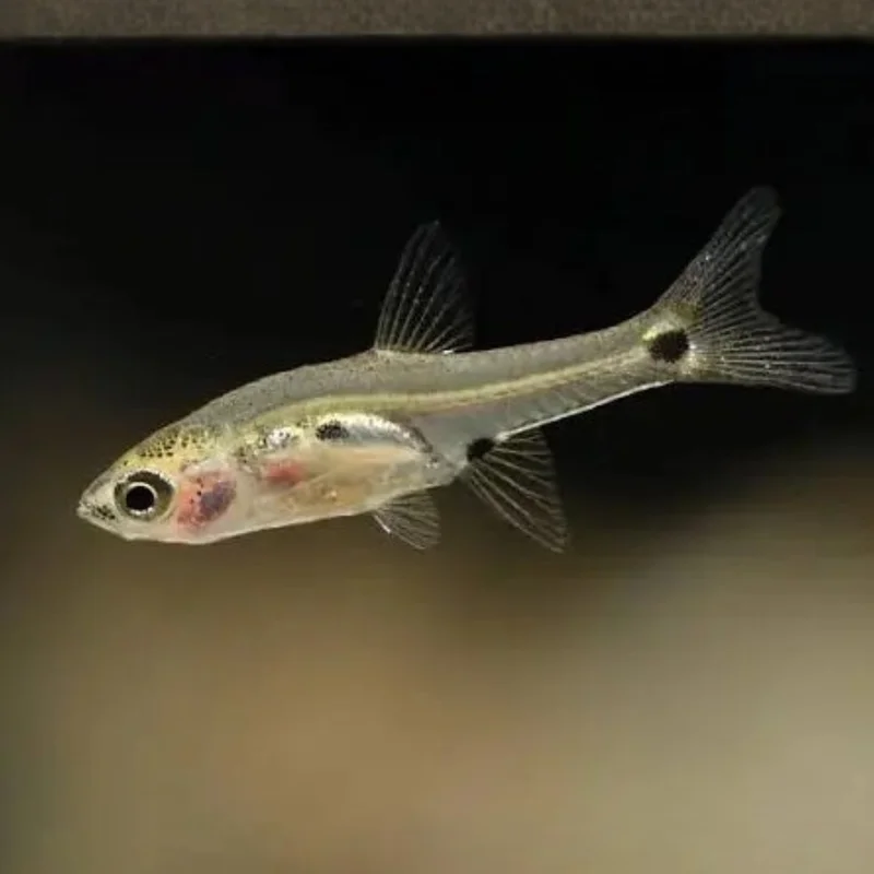 firemouthaquaristic844757