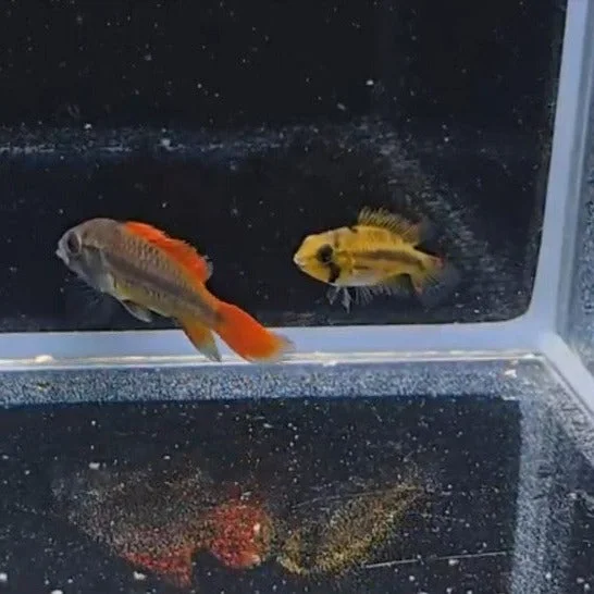 firemouthaquaristic844770