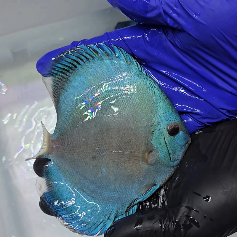 firemouthaquaristic845147