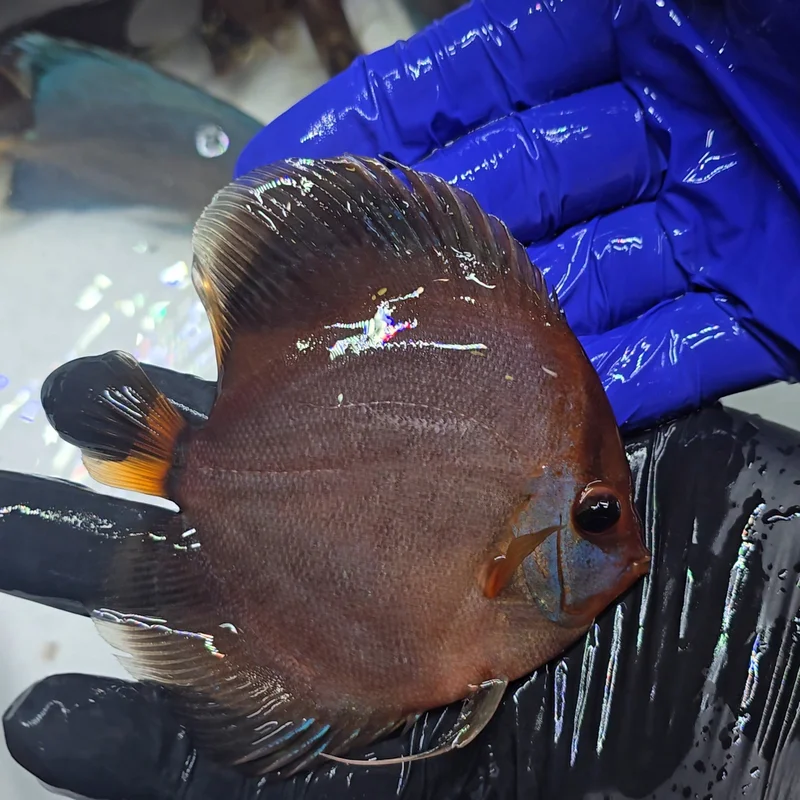 firemouthaquaristic845164