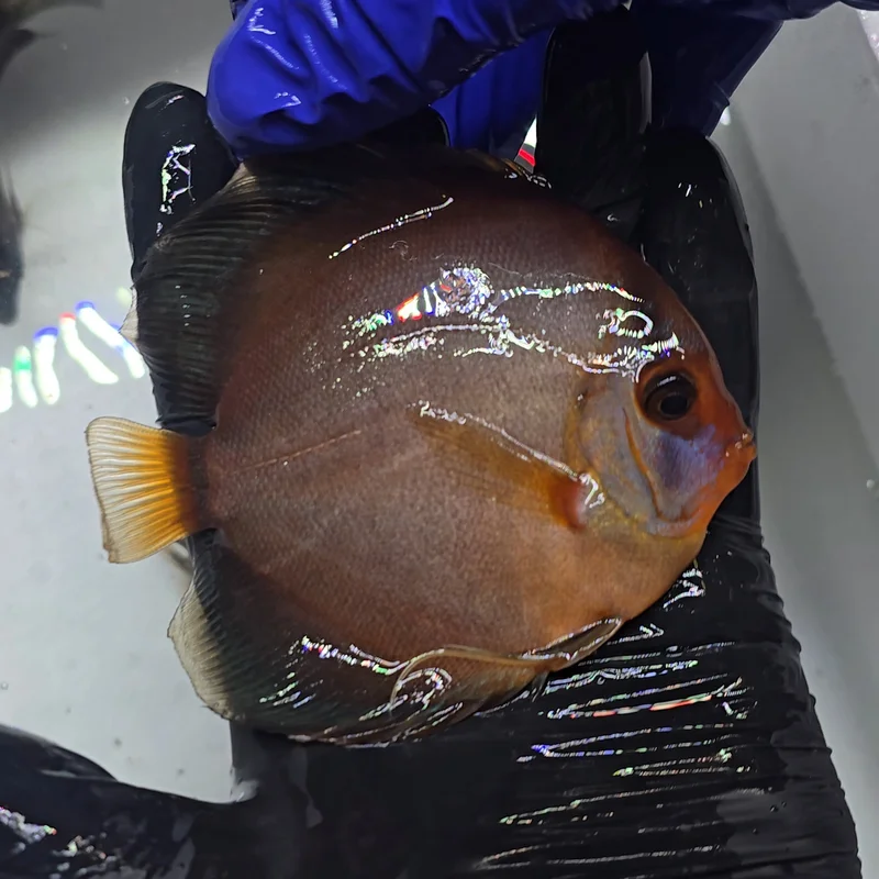 firemouthaquaristic845179