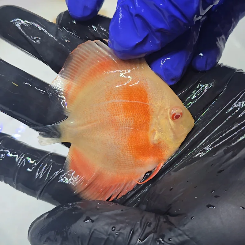 firemouthaquaristic845211