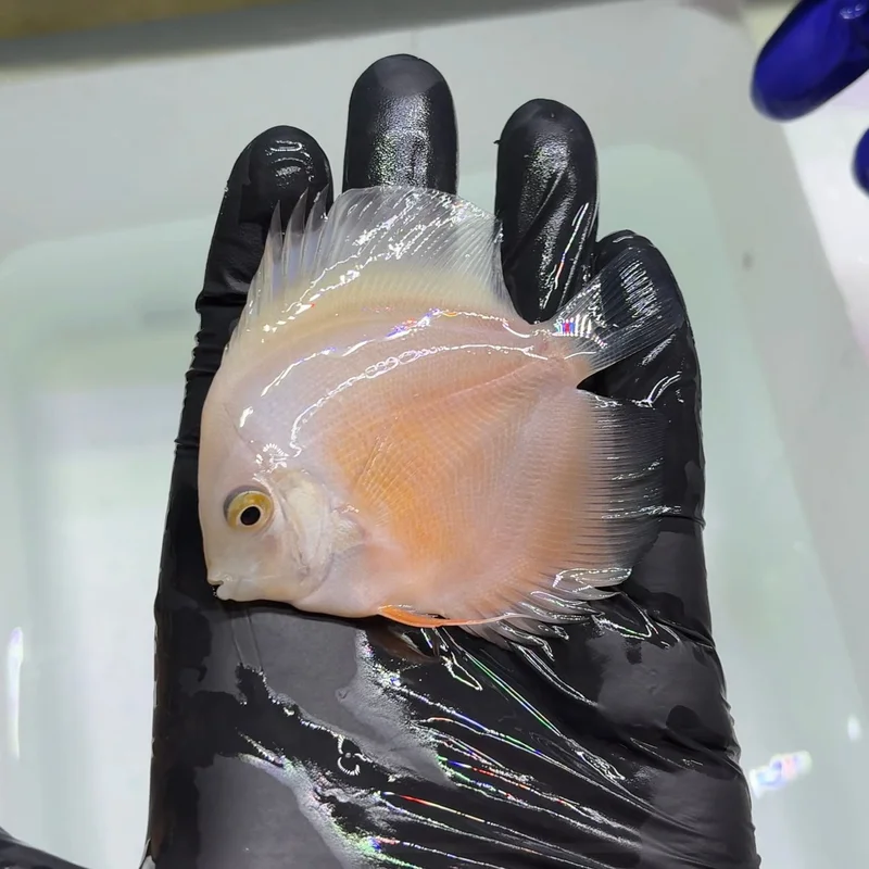 firemouthaquaristic845253