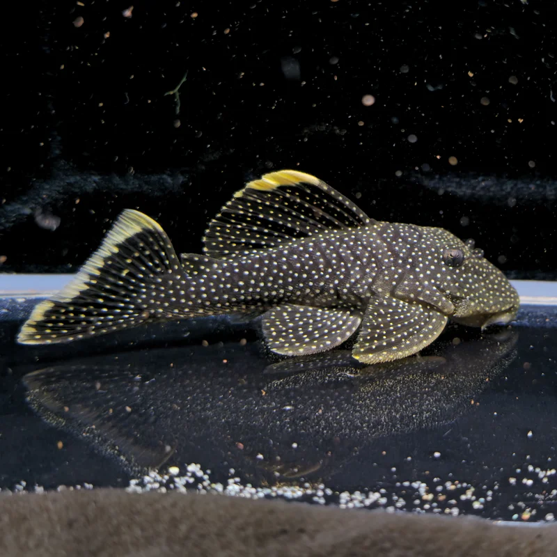 firemouthaquaristic845288