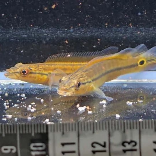 firemouthaquaristic845303
