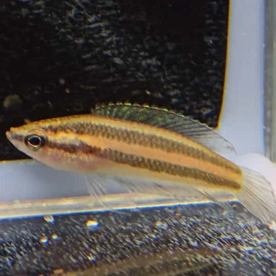firemouthaquaristic845324