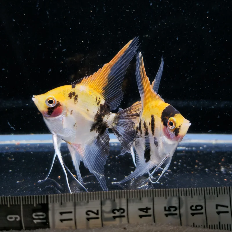 firemouthaquaristic845342