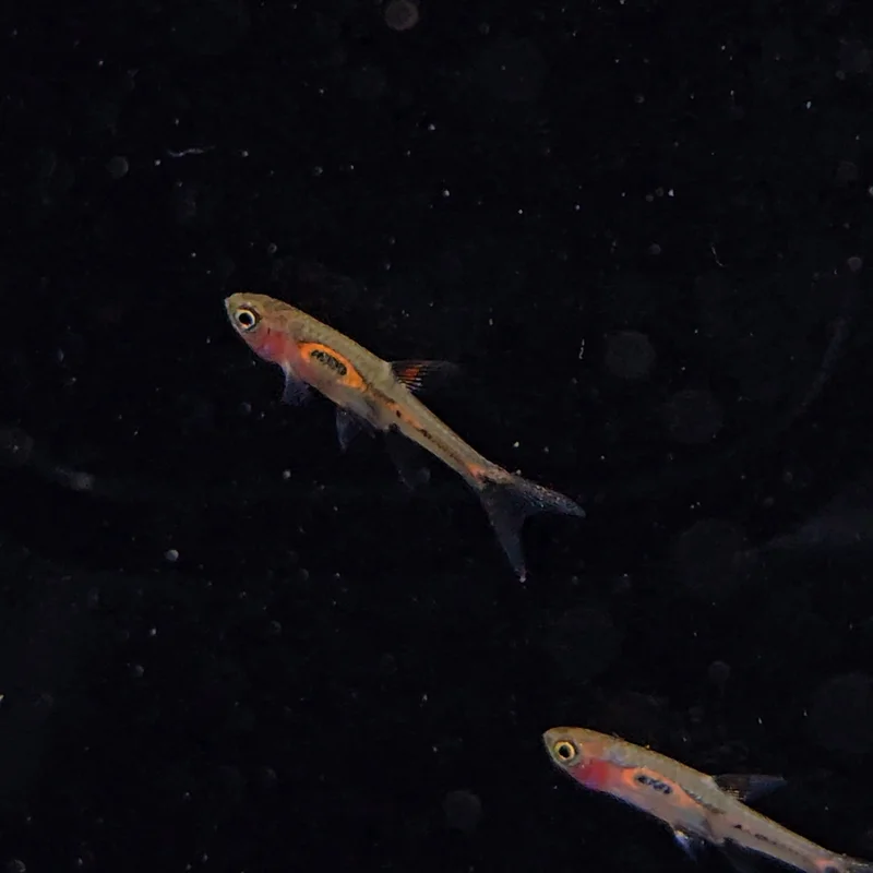 firemouthaquaristic845372