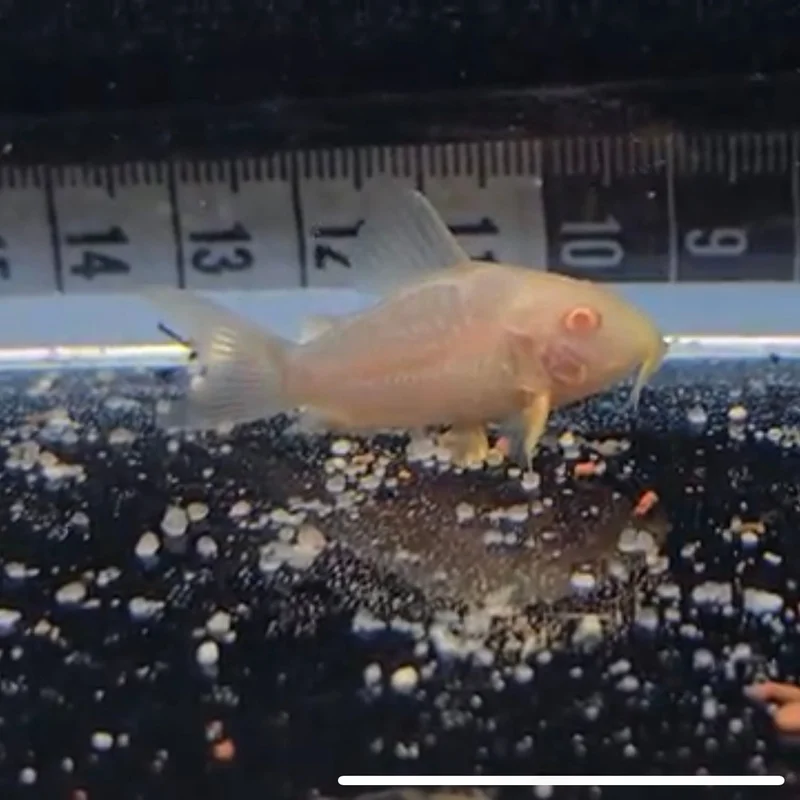 firemouthaquaristic845403