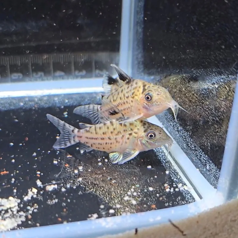 firemouthaquaristic845414