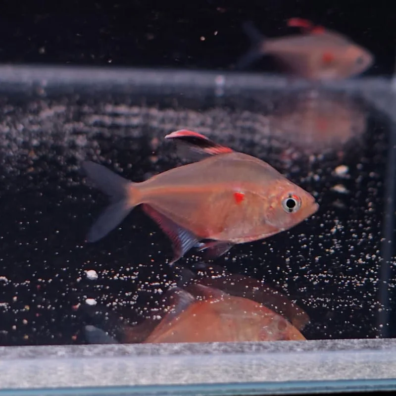 firemouthaquaristic845428