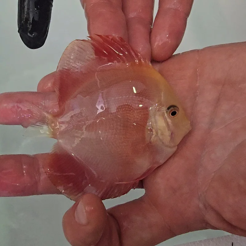 firemouthaquaristic845556