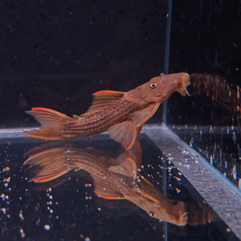 firemouthaquaristic845769
