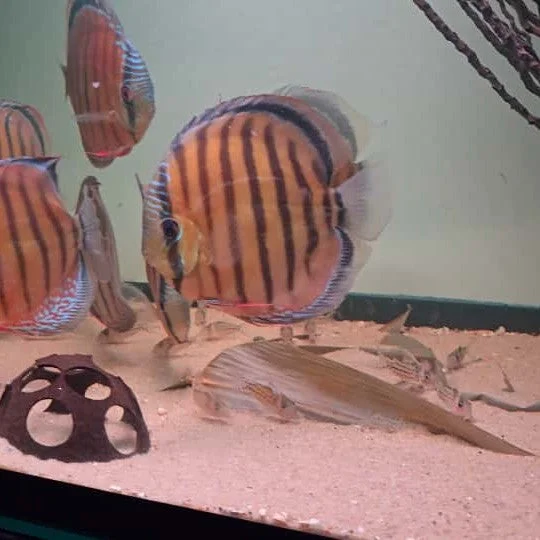 firemouthaquaristic845783