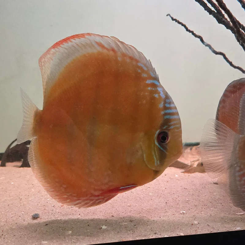firemouthaquaristic845801