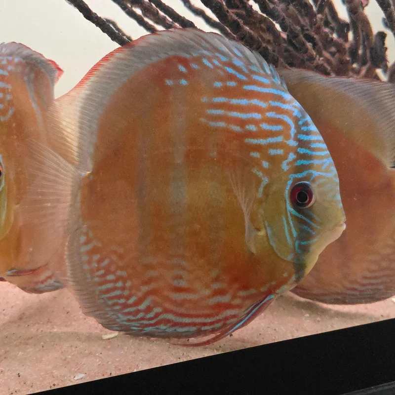 firemouthaquaristic845820