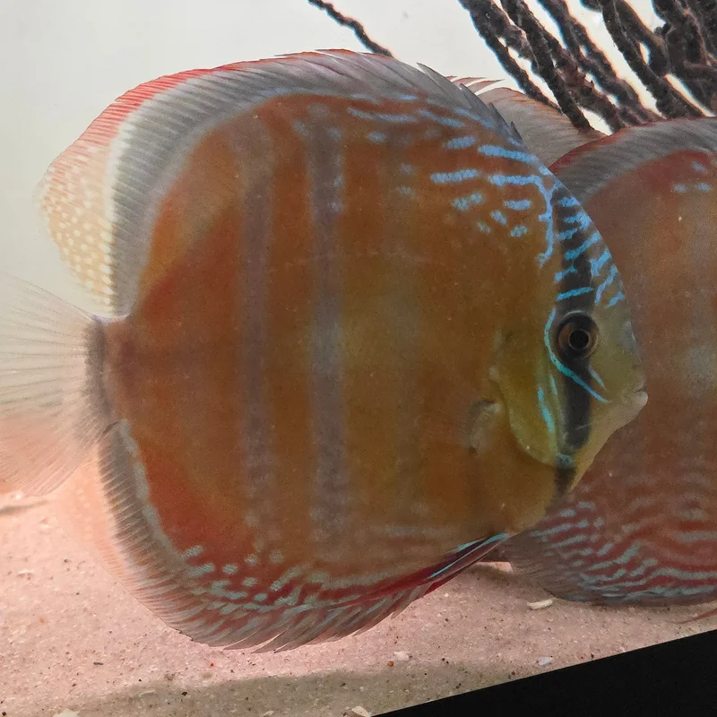 firemouthaquaristic845836