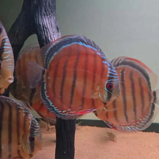 firemouthaquaristic845852
