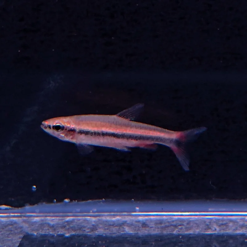 firemouthaquaristic845868