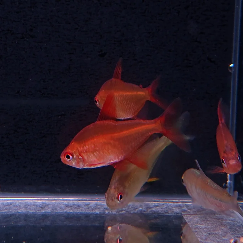 firemouthaquaristic845880