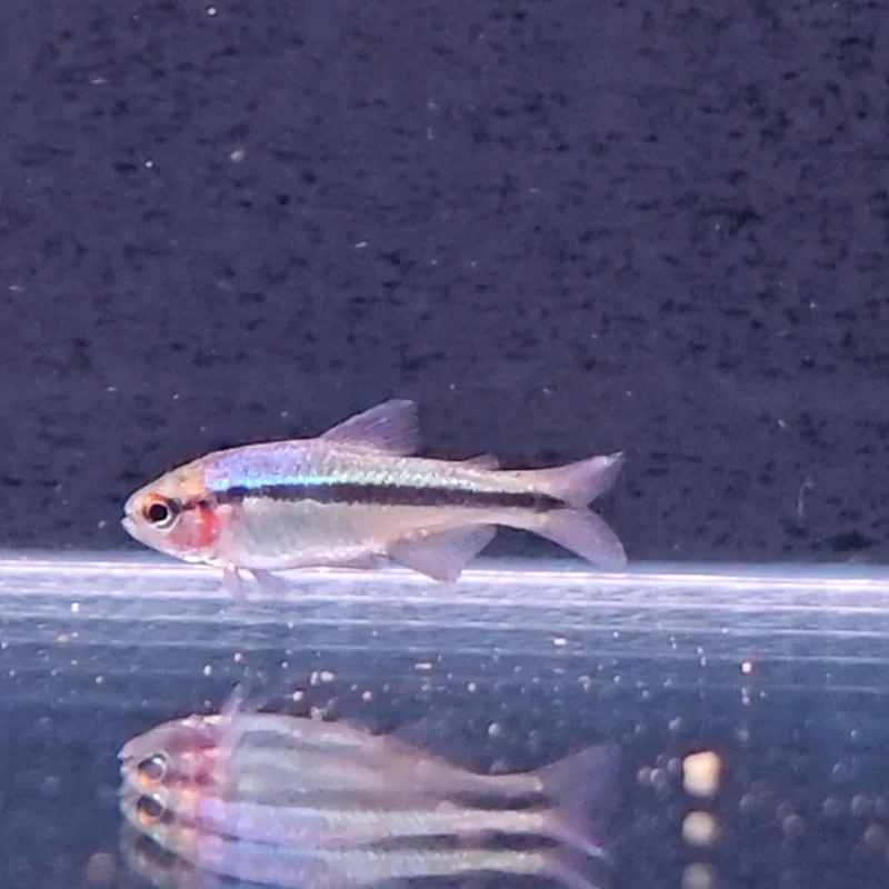 firemouthaquaristic845896