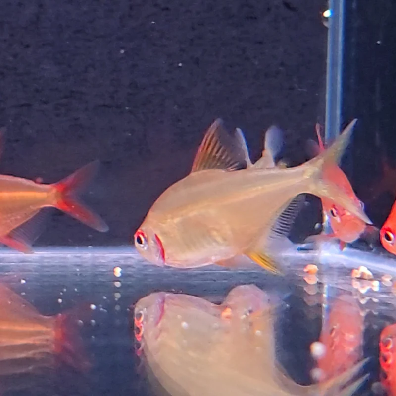 firemouthaquaristic845910